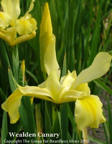 Wealden Canary (1)